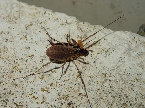 Odiellus troguloides